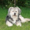 Image of sheepdog for Vets Now testimonials