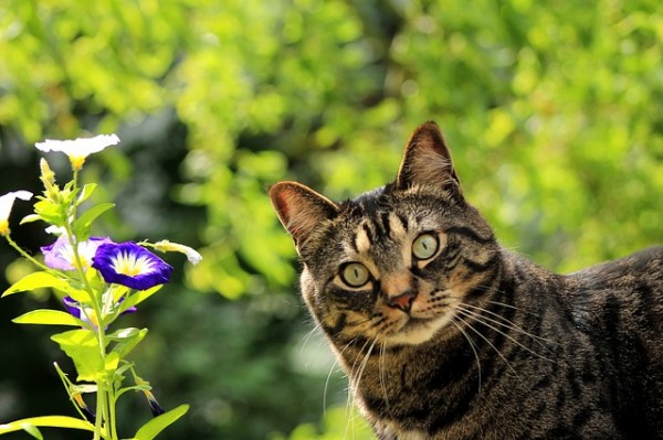 5 Toxic Outdoor Plants For Dogs And Cats