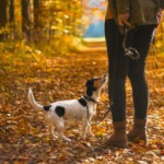 Conker_article_ thumbnail A small dog on a leash stands at the feet of a person, looking up in a forest path covered with autumn leaves.