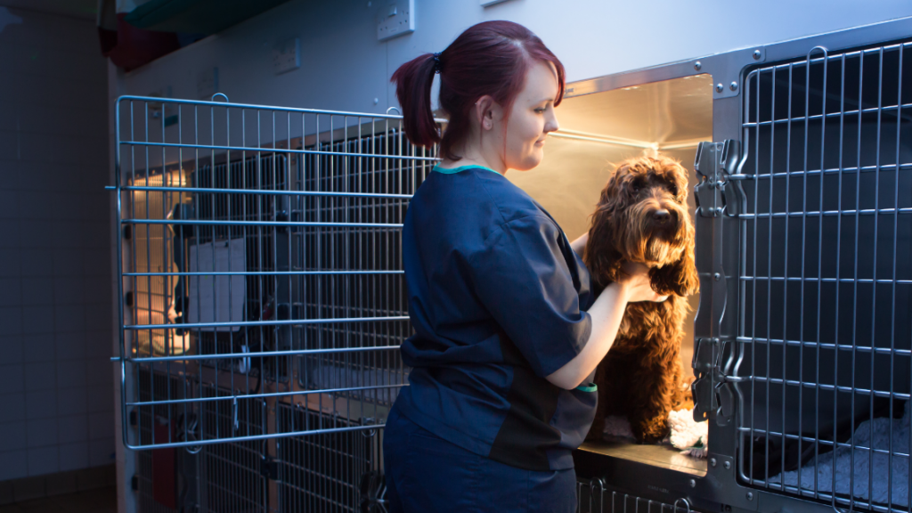 Emergency Vet Hemel Hempstead Out Of Hours Pet Care