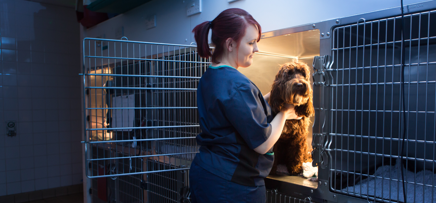 Emergency Vet Hemel Hempstead Out Of Hours Pet Care
