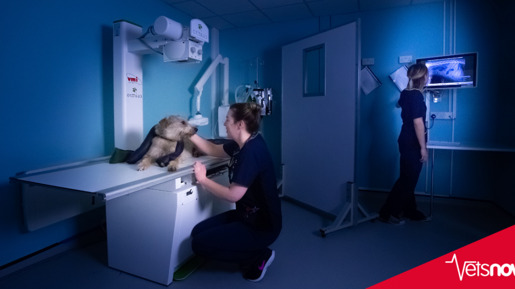 Emergency Vet Near Me In Ipswich Open Nights, Sat & 24hrs Sunday