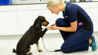 Veterinary surgeries near store me