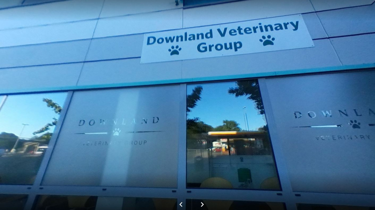 Emergency Vet Near You in Portsmouth Out of Hours Pet Care