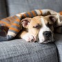 Dog diarrhoea A brown and white puppy sleeps under a striped blanket on a gray couch, appearing cozy and relaxed in a living room setting.