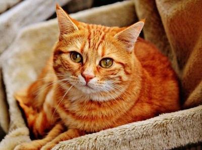 Image of a cat lying on a couch for Vets Now article on human food poisonous to cats