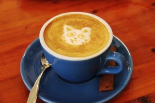Image of coffee cup with cat for Vets Now article on what can't cats eat