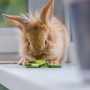 A fluffy rabbit eats sliced cucumber on a windowsill, illuminated by soft daylight, with a blurred plant in the foreground.