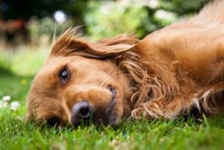 A brown dog lies relaxed on green grass, gazing calmly ahead, surrounded by a blurred, natural garden setting with hints of foliage.