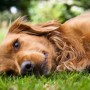 What are the signs of heat stroke in dogs and how can I prevent it? A brown dog lies relaxed on green grass, gazing calmly ahead, surrounded by a blurred, natural garden setting with hints of foliage.