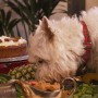 dog-video-thumbnail A white dog with a red plaid collar eats food from a table covered in assorted vegetables and a dog cake, set in a room with green plants.