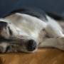 vets now jack russell dog A small dog, with black and white fur, sleeps peacefully on a brown surface in a dimly lit room.