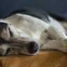 An image of a sleeping Jack Russell dog.
