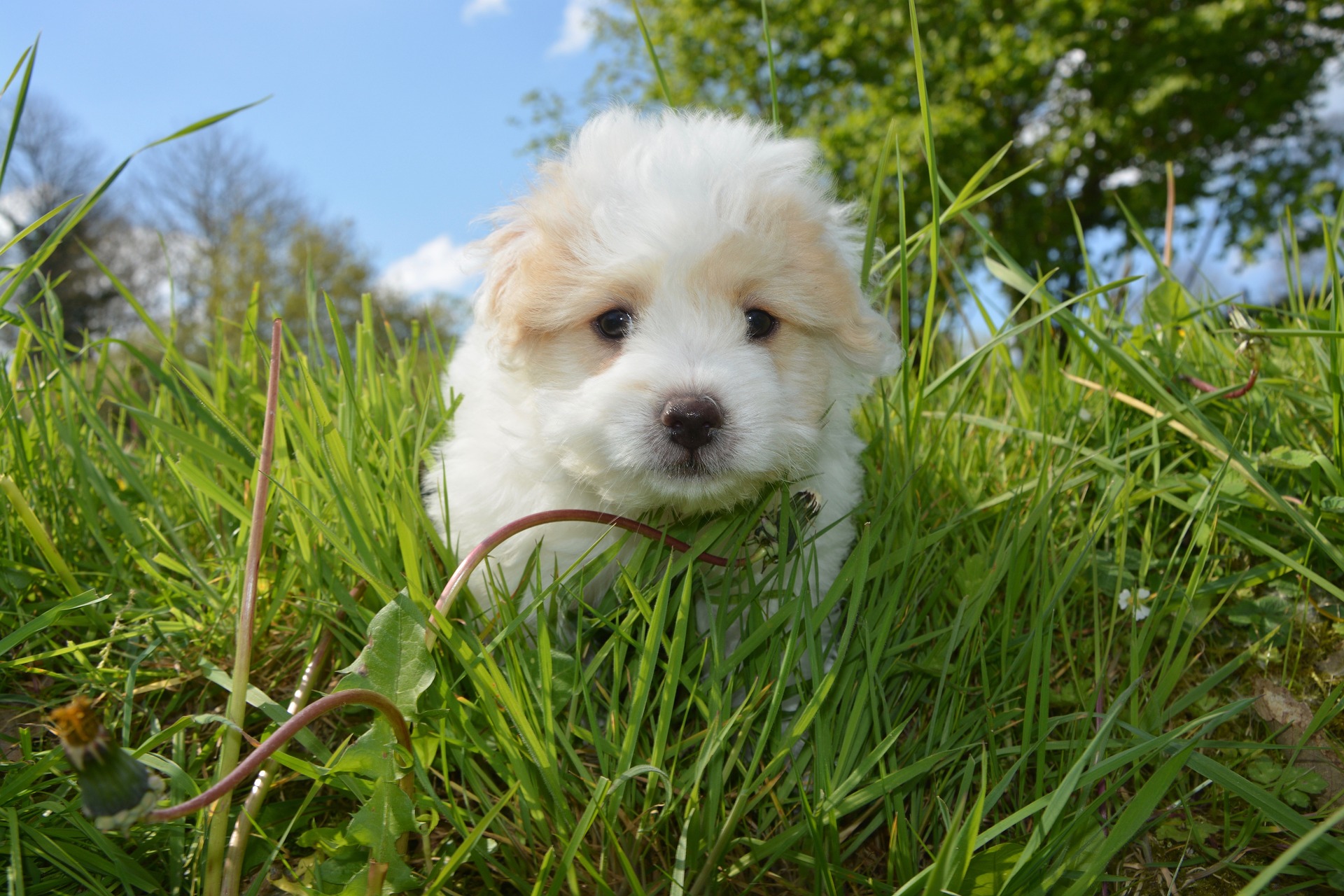 Image of a puppy for Vets Now article on buying a puppy