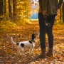 An image of a Jack Russel dog being walked by its owner in autumn.