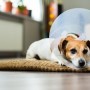 Stroke In Dogs - Vets Now A small dog wearing a medical cone rests on a brown cushion in a cozy, light-filled living room with plants on the windowsill and furniture in the background.