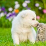 Image of cat and dog for springtime dangers blog Vets Now