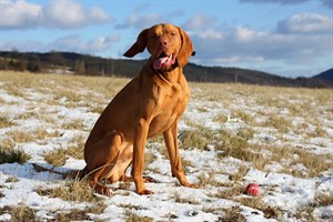 A brown dog sits with an open mouth, ears flapping, beside a red ball, on a grassy and snowy field under a blue, partly cloudy sky.