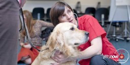 A woman in a red shirt kneels beside a golden retriever, holding its leash, in a room with chairs and people. Text: 
