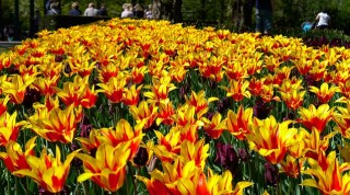 Yellow and red tulips bloom densely under sunlight, creating a vibrant field with trees and blurred park visitors in the background.