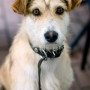 Dog castration A scruffy, light-brown dog with a black collar sits attentively on a paved surface, with blurred chairs and tables in the background suggesting an outdoor setting.