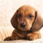 puppy strangles in dogs vets now A small brown dachshund puppy sits alertly, looking forward, on a beige cushioned surface, its large ears flopping gently around its face in a cozy indoor setting.