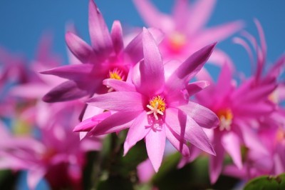 Are christmas cactus leaves poisonous hot sale to dogs