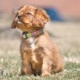 common_emergencies_and_illnesses_in_puppies_vets_now A small brown puppy sits contentedly with its eyes closed, wearing a colorful collar, on a grassy field under a clear, sunny sky.