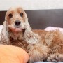 Constipation in dogs A fluffy, light-brown dog lies on a bed, resting its head on an orange pillow. The room's soft furnishings create a cozy, indoor environment.