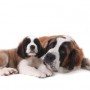 puppy_contract_vets_now Two St. Bernard dogs, an adult and a puppy, rest side-by-side on a plain white background, appearing relaxed and calm.