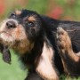 tick_borne_diseases_vets_now A scruffy dog scratches its neck with a hind leg while sitting on green grass, with red flowers blurred in the background.