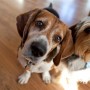 torn-nail-dog-vets-now A beagle with floppy ears curiously tilts its head, standing on a wooden floor indoors, next to another dog partially visible on the right.