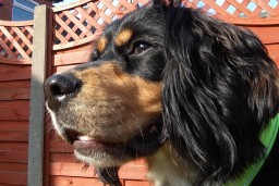 Dog gazes into the distance, outdoors against a red wooden fence backdrop. The sun highlights its black and tan fur, and it wears a green collar.
