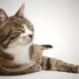 arthritis-in-cats-vets-now A tabby cat with white markings lounges contentedly on a plain, light-colored surface, eyes half-closed in relaxation, tail curled around its body.