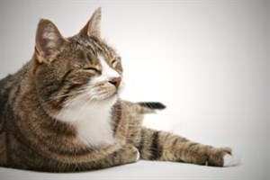 A tabby cat with white markings lounges contentedly on a plain, light-colored surface, eyes half-closed in relaxation, tail curled around its body.