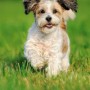 bleeding-wounds-in-cats-and-dogs-vets-now A small, fluffy dog runs energetically on vibrant green grass, its ears flopping with each stride, in a sunlit park.