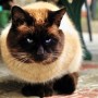 Breathing problems and cat breathing fast - Vets Now A Siamese cat with a dark face and blue eyes sits alertly on a patterned surface, surrounded by blurred outdoor elements.
