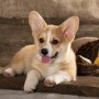 Burns and scalds in dogs - Vets Now A small, tan and white corgi puppy lies on a wooden surface, tongue out, beside a basket of lemons and limes, set against a rustic wooden backdrop.