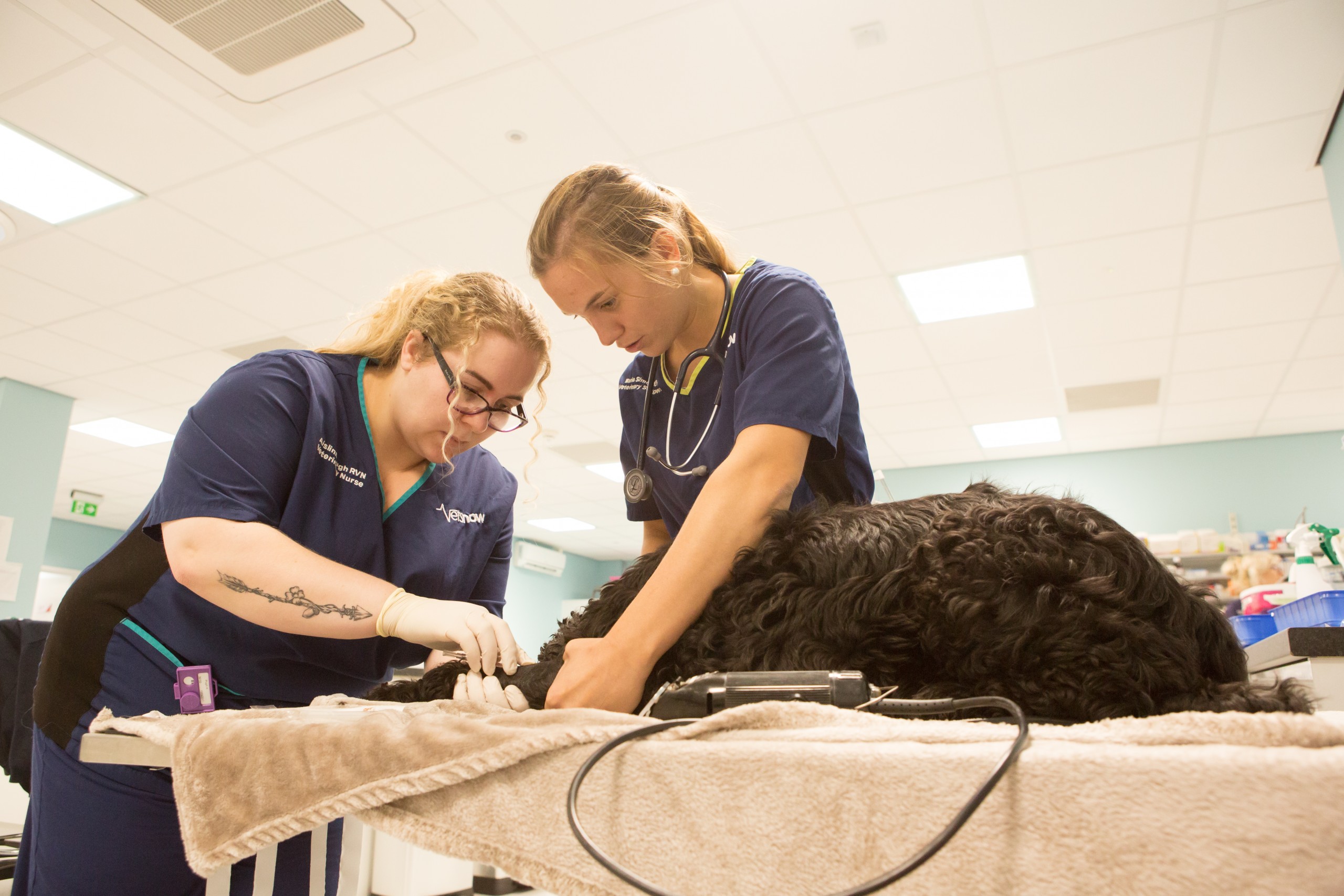 Parvovirus In Rabbits: Everything You Need To Know - qn2skqy