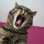 What can I give my cat for pain? Tabby cat yawning, mouth wide open, revealing teeth and tongue. Positioned against a pink and white background, appearing relaxed and at ease.