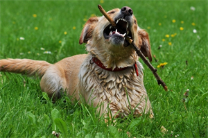 A playful dog chews on a stick while lying on lush green grass, surrounded by small yellow and white flowers.