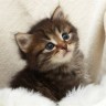 An image of a kitten