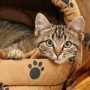 cystitis feline lower urinary tract disease flutd - Vets Now A tabby cat rests inside a tan pet bed decorated with black paw prints, surrounded by soft brown blankets in a cozy indoor setting.