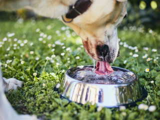 what will happen if my dog is dehydrated