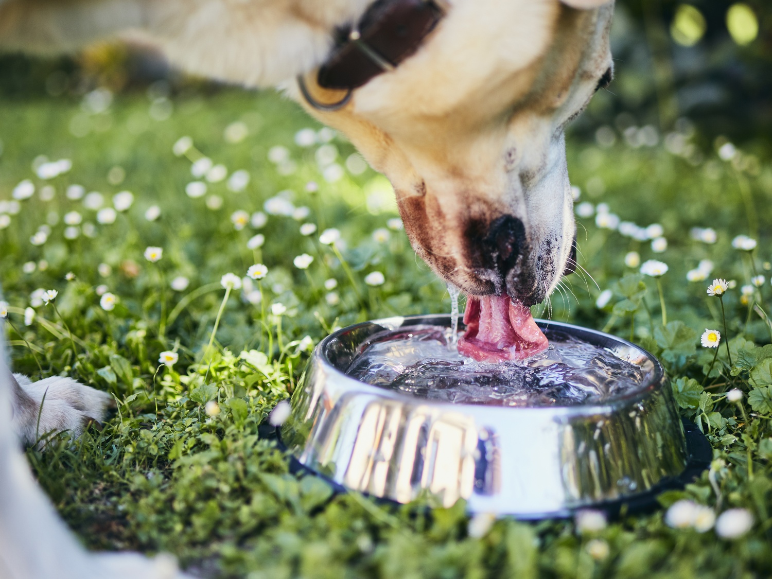 how can you tell if a dog is dehydrated and throwing up