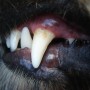 Dental disease in dogs A close-up of an animal's mouth, showing sharp, white canine teeth and dark gums, with fur partially visible in the background.