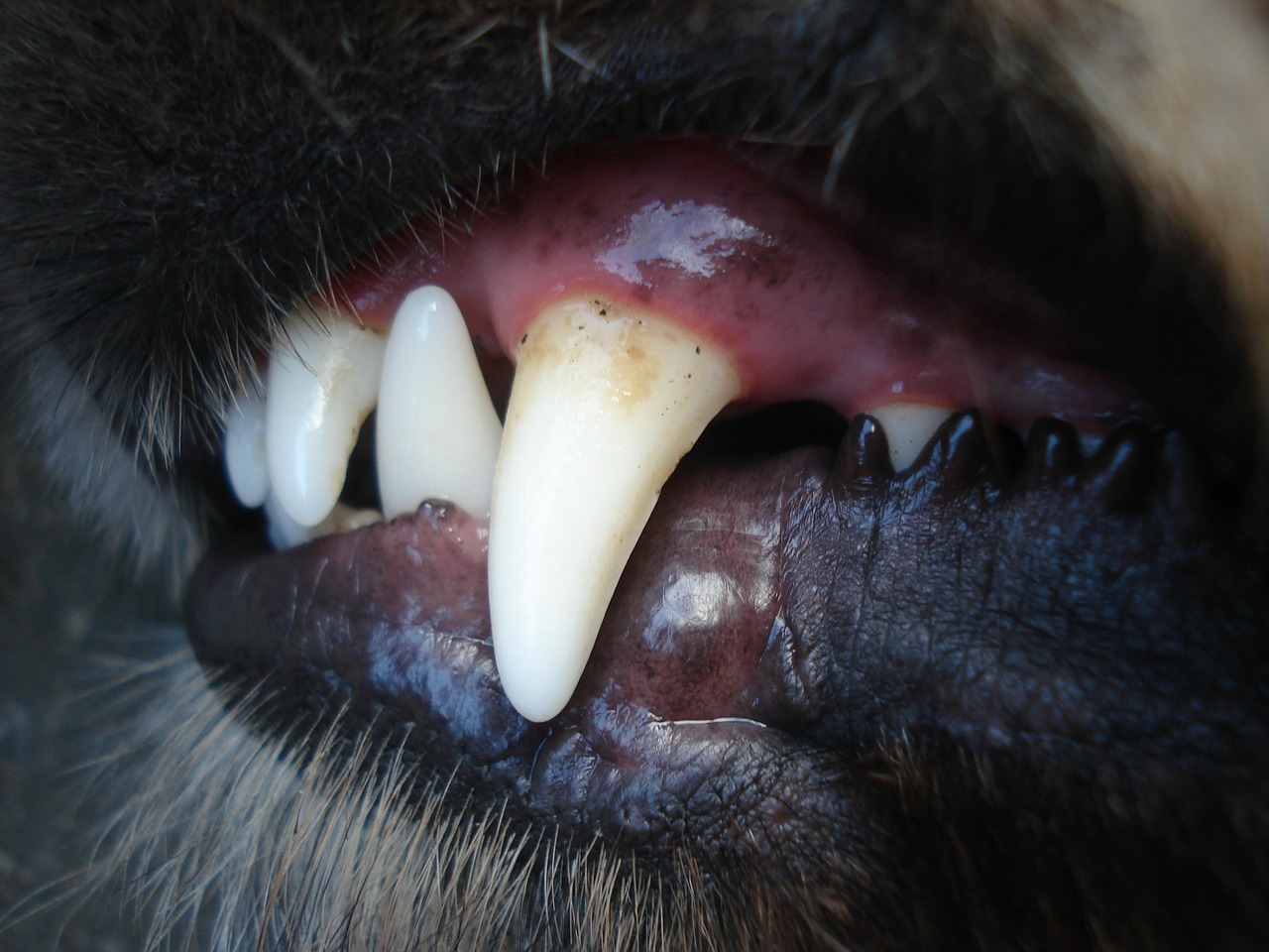 unhealthy dog teeth
