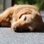 Fainting dog or collapsed dog A fluffy brown dog lies resting on a sunlit gray carpet indoors, close to a window with greenery outside.