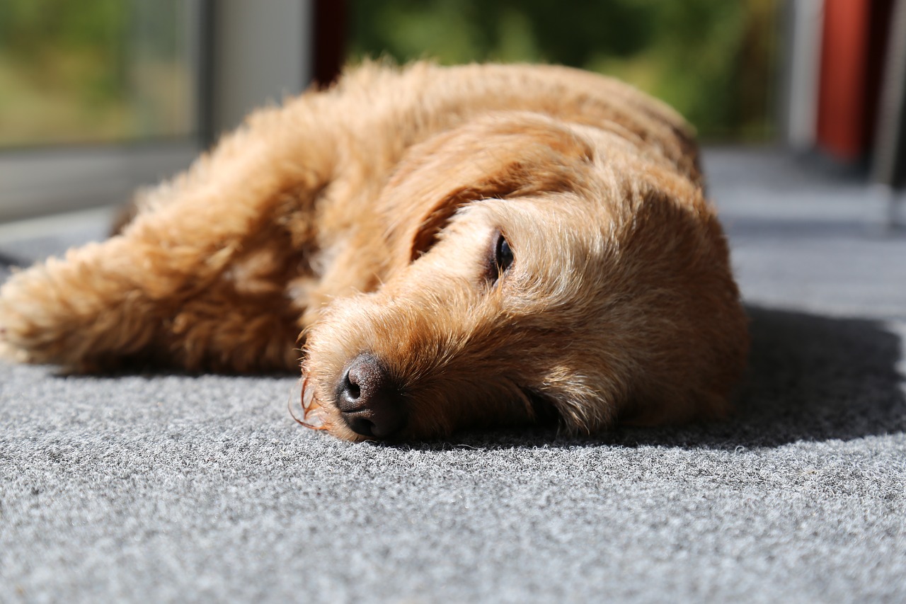 Dog Fainting and Collapse: How to Recognize Signs and Causes