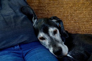 A gray-muzzled dog rests its head on a person's blue-jeaned knee, nestled on a patterned, woven-textured surface.